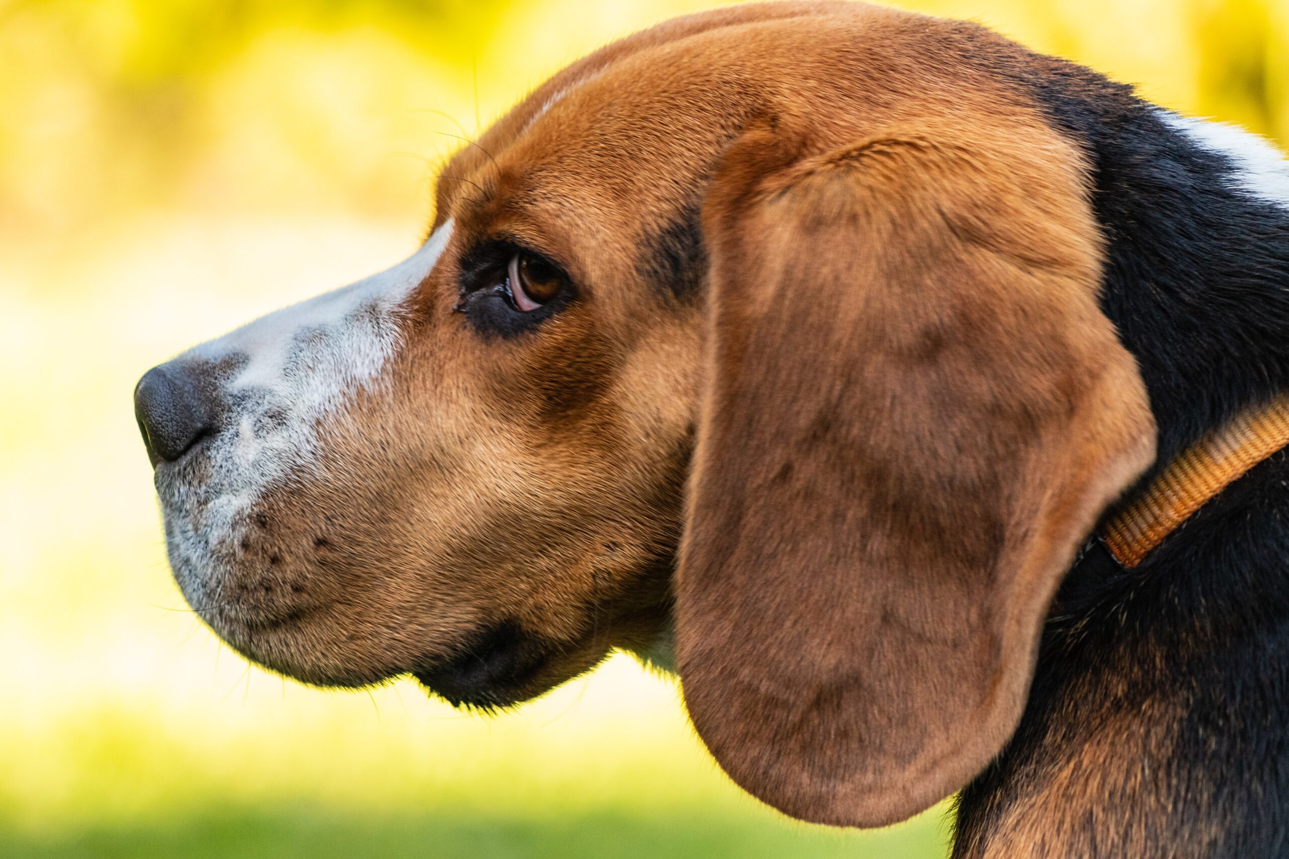 Deuten Der Korpersprache Der Hunde Naku